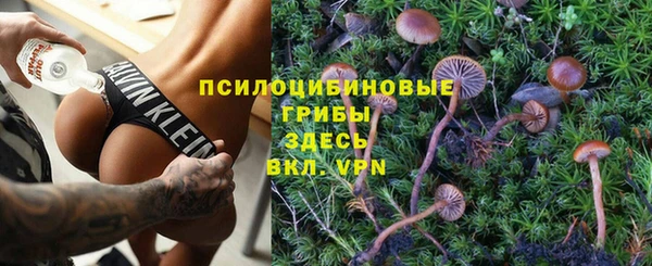 ПСИЛОЦИБИНОВЫЕ ГРИБЫ Горно-Алтайск
